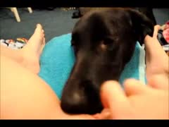 A dog devouring a tight zoopussy and licking it